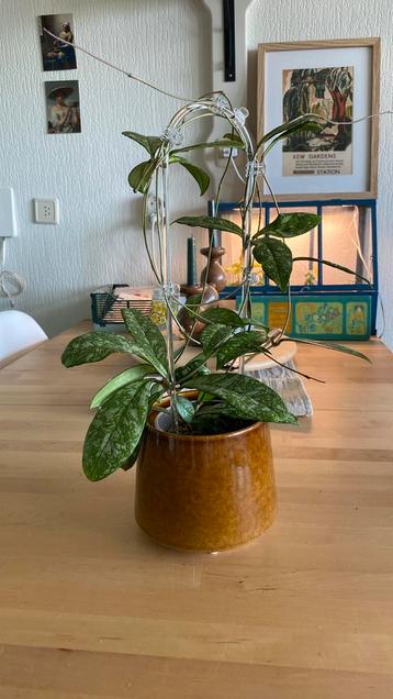 Hoya Crassipetiolata Splash beschikbaar voor biedingen