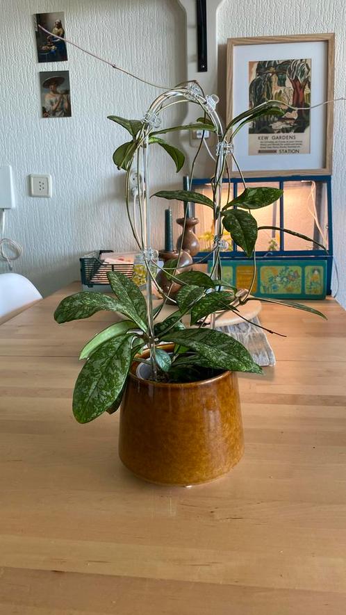 Hoya Crassipetiolata Splash, Huis en Inrichting, Kamerplanten, Overige soorten, Minder dan 100 cm, Ophalen of Verzenden