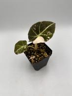 Alocasia Black velvet pink variegata, Overige soorten, In pot, Minder dan 100 cm, Bloeiende kamerplant