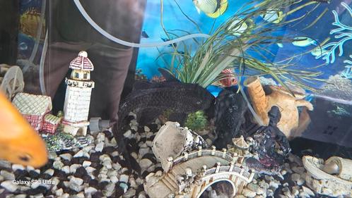 Aquarium 150x50x50 cm met vissen, Dieren en Toebehoren, Vissen | Aquariumvissen
