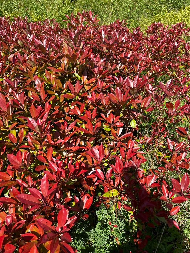 Photinia Red Robin haagplanten, Ophalen, Overige soorten, Haag, 100 tot 250 cm