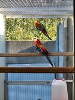 Opaline bleekkoppen, Vrouwelijk, Parkiet