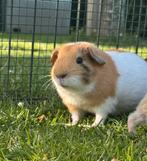Lief beertje Stijn, Dieren en Toebehoren, Mei, Mannelijk, Cavia