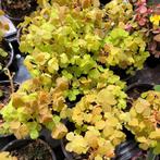 Oxalis velvet sunset oranje, Huis en Inrichting, Kamerplanten, Ophalen of Verzenden, Overige soorten, Minder dan 100 cm