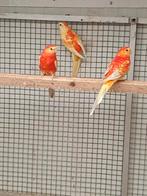 Roodruggen, Dieren en Toebehoren, Vogels | Parkieten en Papegaaien, Meerdere dieren, Parkiet