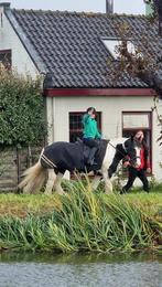 PONYLESJES ! 🤞🏽🦄, Dieren en Toebehoren, Ophalen of Verzenden, Nieuw