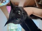 Super leuk maine  coon poesje, Dieren en Toebehoren, Poes