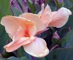 5 Canna Indica Pink President seeds, Tuin en Terras, Bloembollen en Zaden, Ophalen of Verzenden, Volle zon, Knol