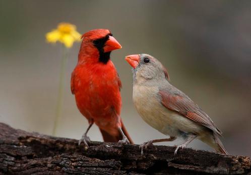 Te koop aangeboden koppel rode kardinalen broedkoppel, Dieren en Toebehoren, Vogels | Overige Vogels, Tropenvogel, Meerdere dieren