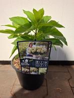 Hydrangea pan. 'Little Spooky' / pluimhortensia, Ophalen, Zomer, Overige soorten, Volle zon