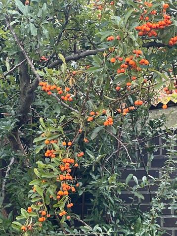 Vuurdoorn. Besjes voor de vogels!! Gifvrij gekweekt. beschikbaar voor biedingen