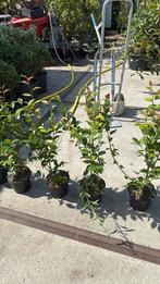 Camelia springfestival hoog 80 cm boeien van feb tot mei, Vaste plant, Halfschaduw, Lente, Ophalen