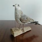 Opgezette meeuw, Verzamelen, Dierenverzamelingen, Ophalen of Verzenden, Nieuw, Vogel, Opgezet dier