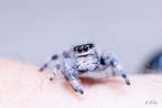 Springspin, jumping spiders, phidippus Regius North Florida, Dieren en Toebehoren