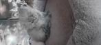 Kitten, Dieren en Toebehoren, Katten en Kittens | Overige Katten, Poes