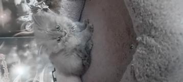 Kitten beschikbaar voor biedingen