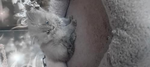 Kitten, Dieren en Toebehoren, Katten en Kittens | Overige Katten, Poes