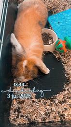 Konijn te koop, Dieren en Toebehoren, Konijnen, Mannelijk, Dwerg
