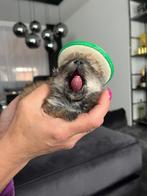 Mini pomeriaan teefje met de hand groot gebracht, Rabiës (hondsdolheid), Overige rassen, 8 tot 15 weken, Teef