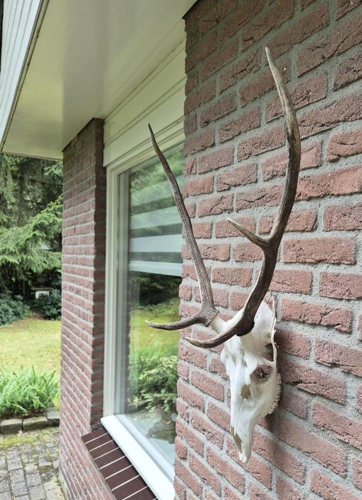 Edelhert Schedel met Gewei Mancave Jacht Overkapping d41, Verzamelen, Dierenverzamelingen, Gebruikt, Schedel, Hert, Ophalen