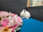 Mooi lief kleurdwergje rammetje, Dieren en Toebehoren, Mannelijk, Dwerg, 0 tot 2 jaar