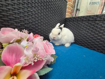 Mooi lief kleurdwergje rammetje
 beschikbaar voor biedingen