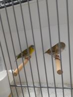 Kanaries tropen wildzang, Meerdere dieren, Geringd