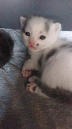 Kittens nog 2 over blauwgrijs witte en zwart wit, Dieren en Toebehoren, Katten en Kittens | Overige Katten, Meerdere dieren, Kortharig