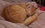 1 jarige rode poes, Dieren en Toebehoren, Katten en Kittens | Overige Katten, Poes, Kortharig, 0 tot 2 jaar