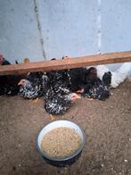 Japanse kriel kippen, Dieren en Toebehoren, Pluimvee, Meerdere dieren, Kip