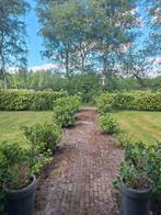 gezocht! hulp in de tuin, Ophalen