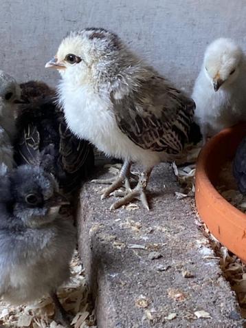 Watermaal baardkriel kuiken haantje van 24 september beschikbaar voor biedingen