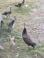 Koppel  jonge blauwe pauwen, Dieren en Toebehoren, Pluimvee, Meerdere dieren, Overige soorten