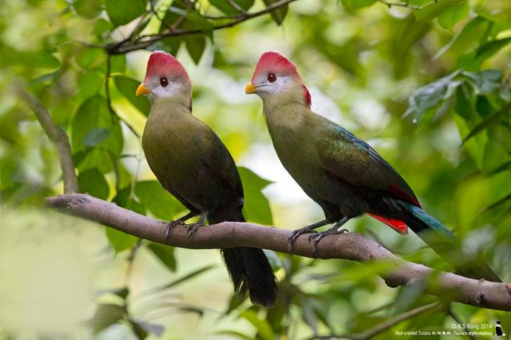 Koppel roodkuiftoerakos, Dieren en Toebehoren, Vogels | Overige Vogels