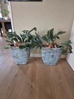 Hertshoorn met pot, Ophalen of Verzenden, Zo goed als nieuw