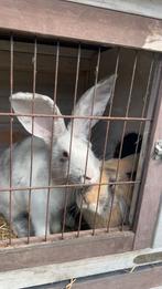 Lief ( actief ) jong konijn zoekt een nieuw 5 ️ huisje!!, Dieren en Toebehoren, Konijnen