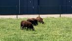 Te koop 5 jonge schapen (bokken), Dieren en Toebehoren, Schapen, Geiten en Varkens, Mannelijk, Schaap, 0 tot 2 jaar