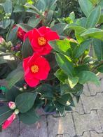 Camellia japonica '1001 Summer Nights' Japanse Roos- nieuw, Vaste plant, Halfschaduw, Herfst, Ophalen
