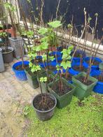 Rode bessen (Ribus) planten te koop voor 1 euro per stuk, Tuin en Terras, Planten | Tuinplanten, Zomer, Vaste plant, Fruitplanten
