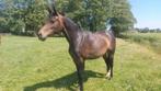 Rubin Royal x Tuschinski 6jarige merrie, Dieren en Toebehoren, Merrie, Dressuurpaard, 3 tot 6 jaar, 160 tot 165 cm