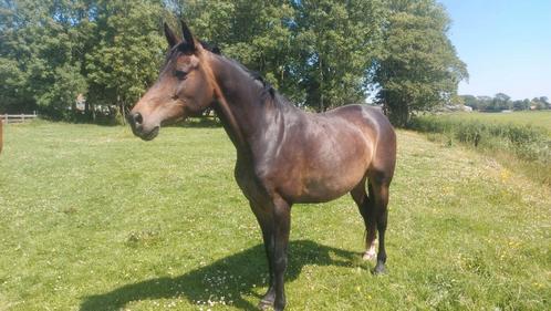 Rubin Royal x Tuschinski 6jarige merrie, Dieren en Toebehoren, Paarden, Merrie, 160 tot 165 cm, 3 tot 6 jaar, Dressuurpaard, Met stamboom