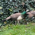 Jonge blauwe pauw haan, Dieren en Toebehoren, Pluimvee, Mannelijk, Overige soorten