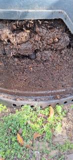 Compost uit paardenmest, Tuin en Terras, Aarde en Mest, Ophalen of Verzenden, Compost