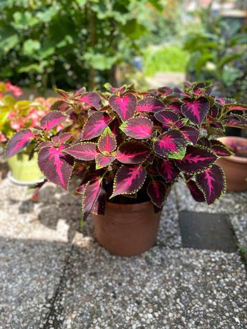 Siernetel (Coleus) – Donkerpaars met roze blad beschikbaar voor biedingen
