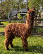 Alpaca hengsten ter dekking!, Dieren en Toebehoren, Schapen, Geiten en Varkens