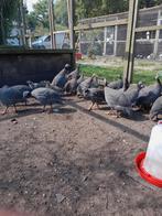 Parelhoenders, Dieren en Toebehoren, Meerdere dieren, Overige soorten