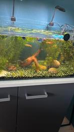 Aquarium zonder vissen en planten, Dieren en Toebehoren, Reptielen en Amfibieën | Toebehoren, Ophalen of Verzenden, Zo goed als nieuw