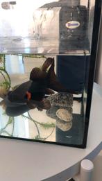 Sluierstaard met aquarium, Ophalen of Verzenden, Zo goed als nieuw