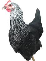 Sussex rustige robuuste kippen zwartcolombia kleurslag, Meerdere dieren, Kip