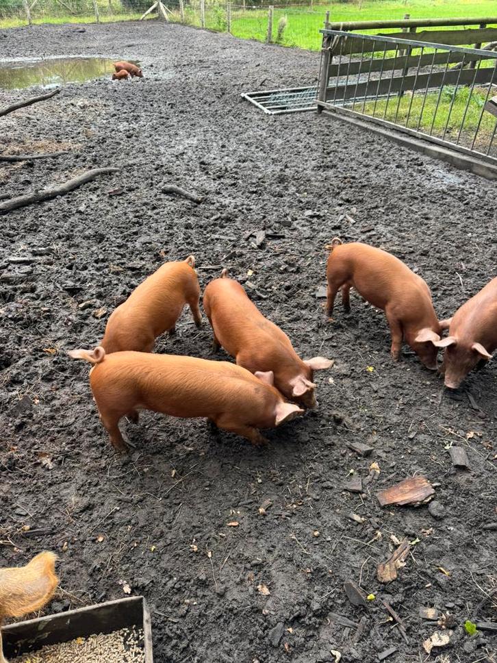 Te koop ,  tamworth/ duroc borgjes, Dieren en Toebehoren, Schapen, Geiten en Varkens, Varken, Mannelijk
